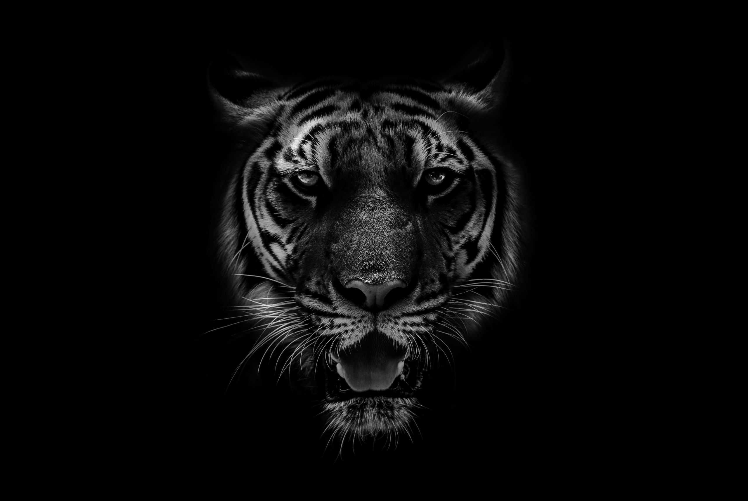 O.Stone Capital Tiger Emblem